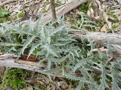 Cynara cardunculus