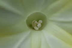 Camonea vitifolia