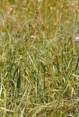 Ophrys fuciflora elatior