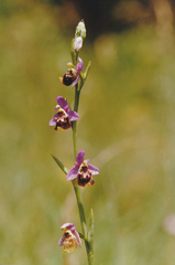 Ophrys fuciflora elatior