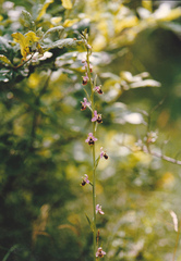 Ophrys fuciflora elatior