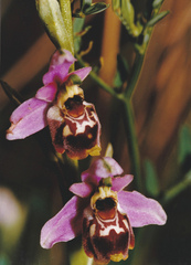 Ophrys fuciflora elatior