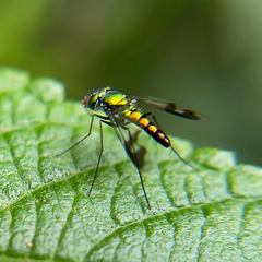 Condylostylus quadricolor