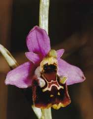 Ophrys fuciflora elatior