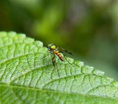 Condylostylus quadricolor
