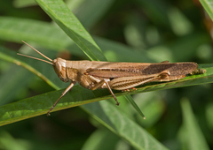 Stenocatantops splendens