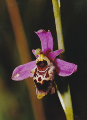 Ophrys fuciflora elatior