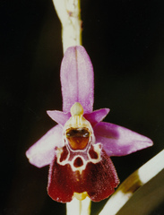Ophrys fuciflora elatior