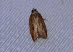 Acleris variana