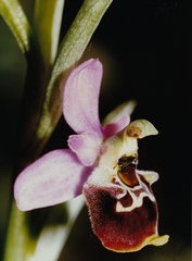 Ophrys fuciflora elatior