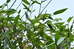 Camonea vitifolia