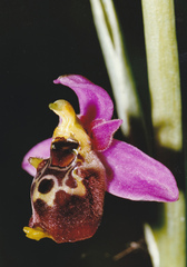 Ophrys fuciflora elatior