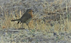 Erithacus rubecula rubecula