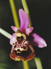 Ophrys fuciflora elatior
