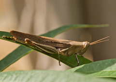 Stenocatantops splendens