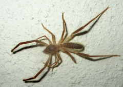 Solifugae