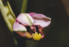 Ophrys fuciflora elatior