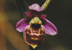 Ophrys fuciflora elatior
