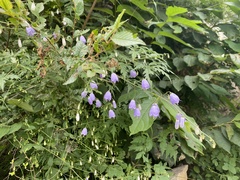 Adenophora potaninii wawreana