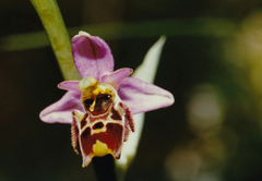 Ophrys fuciflora elatior
