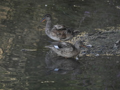 Mareca strepera strepera