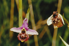 Ophrys fuciflora elatior