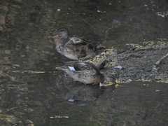 Mareca strepera strepera