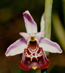 Ophrys fuciflora elatior