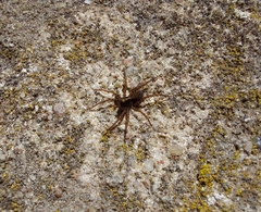 Pardosa amentata