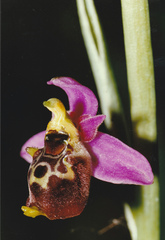 Ophrys fuciflora elatior