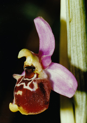 Ophrys fuciflora elatior