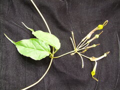 Ceropegia pubescens