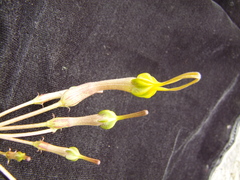 Ceropegia pubescens