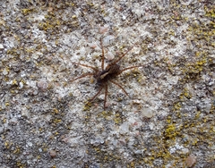 Pardosa amentata