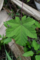 Camonea vitifolia
