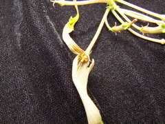 Ceropegia pubescens