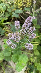 Mentha suaveolens