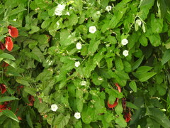 Convolvulus crenatifolius