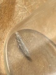 Scrobipalpa ocellatella