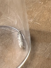 Scrobipalpa ocellatella