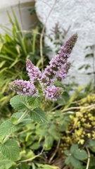 Mentha suaveolens