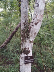 Lannea coromandelica