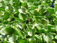 Chrysomus ruficapillus