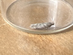 Scrobipalpa ocellatella