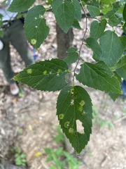 Celtis tenuifolia