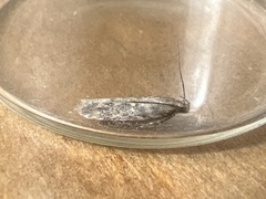 Scrobipalpa ocellatella