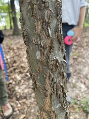 Celtis tenuifolia