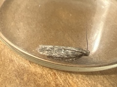 Scrobipalpa ocellatella