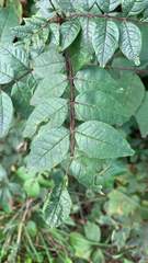 Zanthoxylum americanum