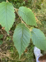 Betula alleghaniensis